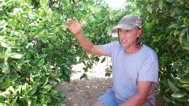 Zonas con Mayor Densidad de &Aacute;rboles en Lezo